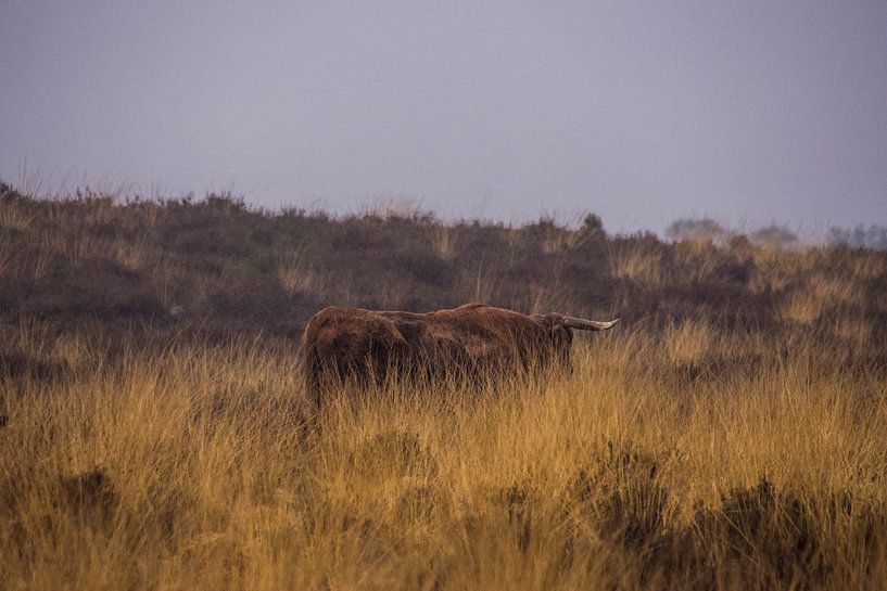 Concealed Scottish Highlander by Hugo Braun