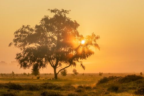 Zonnestralen door boom op mistige ochtend
