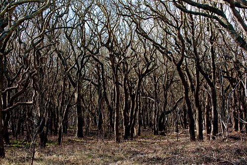 Wälder in Strandnähe in Zeeland