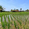 Balinees rijstveld van Stephan Neven