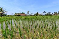 Balinees rijstveld van Stephan Neven thumbnail