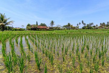 Balinees rijstveld by Stephan Neven