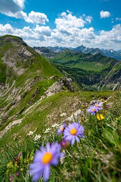 Edelweiss met uitzicht over de Schrecksee naar de Allgäuer Alpen van Leo Schindzielorz