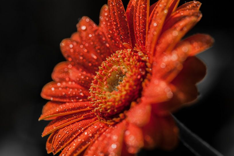Gerbera oranje 1  by John Ouwens