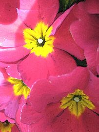 Floral Conversations in Red and Yellow