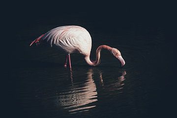 Erleuchtetes Flamingo, Marco Tagliarino von 1x