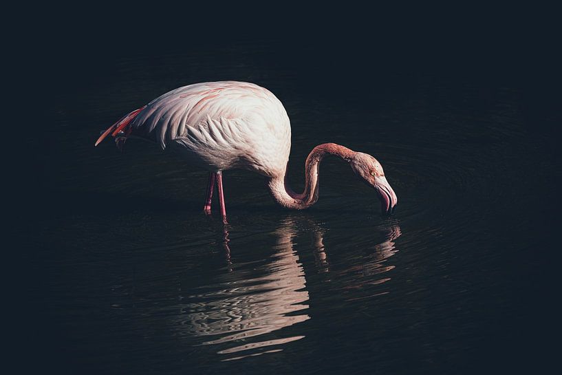 Verlicht flamingo, Marco Tagliarino van 1x