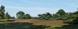 Nuilerveld, een heide terrein met vliegdennen. van Wim vd Neut