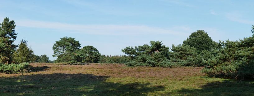 Nuilerveld, ein Heideland mit fliegenden Kiefern. von Wim vd Neut