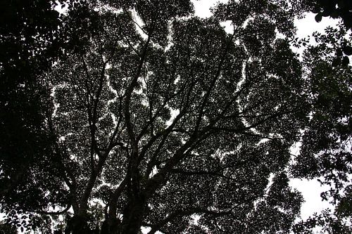 Bladerdak van het nevelwoud