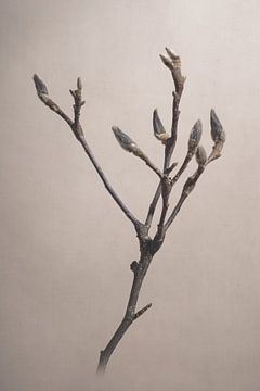 Nature morte - branche de magnolia sur Immerse Visuals