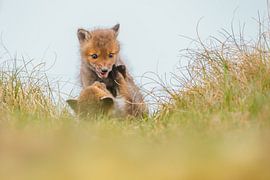 young foxes