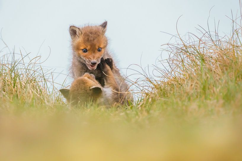 young foxes by Pim Leijen