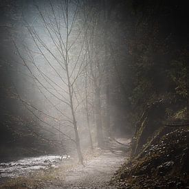 Un arbre dans la lumière sur Ralf Hickmann