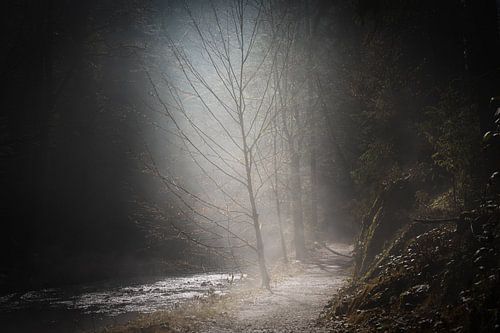 Baum im Licht von Ralf Hickmann
