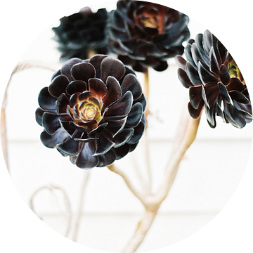 Floral botanische bloemenprint van Raisa Zwart