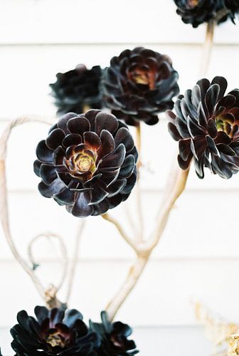 Floral botanische bloemenprint van Raisa Zwart Reisfotografie Prints