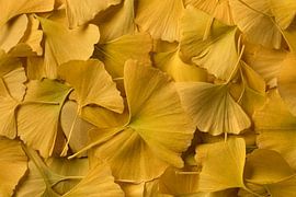  Feuilles de Ginkgo Biloba jaunes en automne sur Frans Rombout