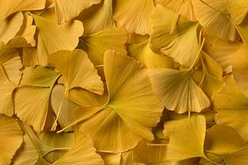  Gele Ginkgo Biloba bladeren in de herfs van Frans Rombout