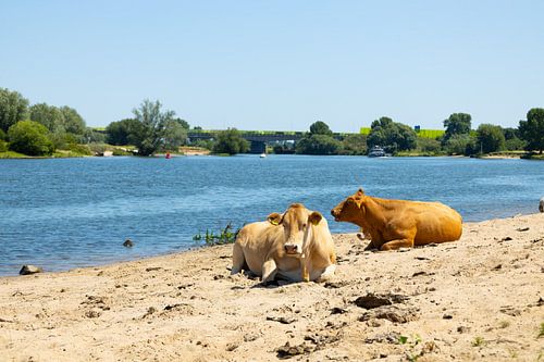 Kühe entlang der Maas