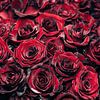Rote Rosen von Steffen Gierok