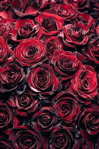 Roses rouges sur Steffen Gierok