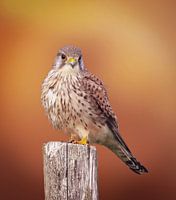 Faucon crécerelle sur un mât dans la nature