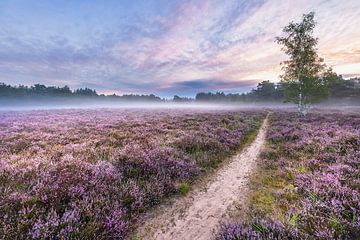 Colourful morning on the Galderse Heide Breda by JPWFoto