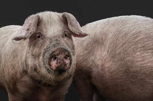 Vrolijk Modderig Varken op Zwarte Achtergrond: Viering van Speelsheid en Vreugde