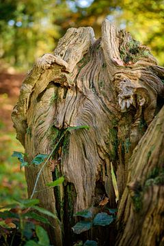 Mystische Kreatur auf dem Landgut Rhederoord entdeckt