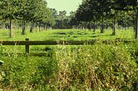 Holländische Landschaft, grüne Wiesenbäume, Ölfarbe von C. Catharina Miniaturansicht