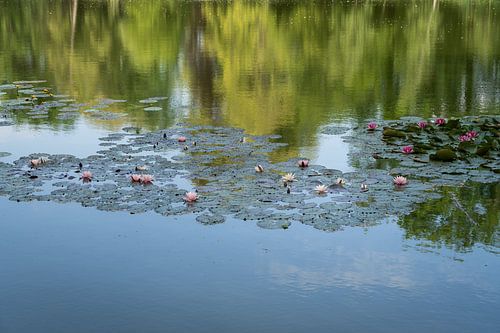 Waterlelies en weerspiegeling van de boomtoppen