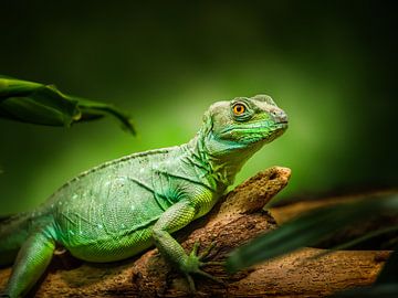 Hagedis in de natuur van Mustafa Kurnaz