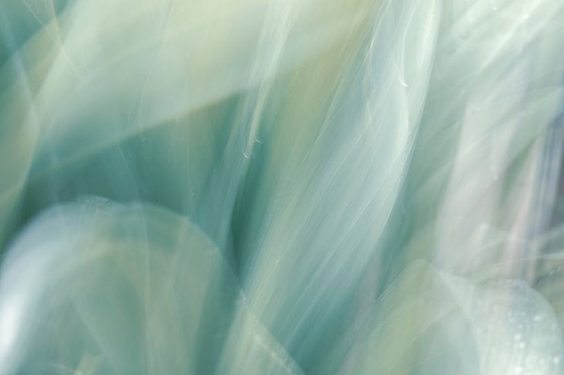 flowers part 380 by Tania Perneel