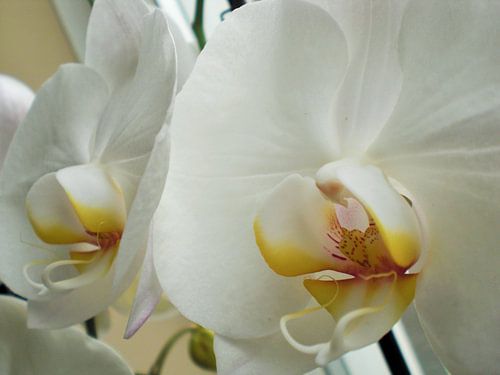 Witte orchidee