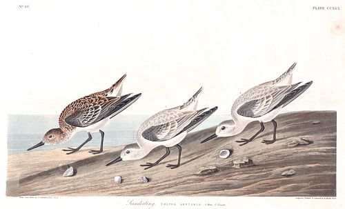 Drieteenstrandloper