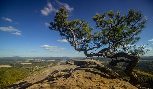 Weathered pine on the Lilienstein - natural power in Saxon Switzerland