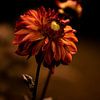 Dahlia orange/red by Saskia Schotanus