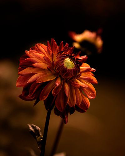 Dahlia oranje/rood