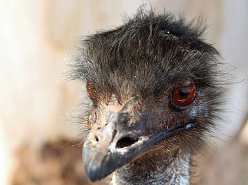 Emu, outback, Australia by Alfred Kempe