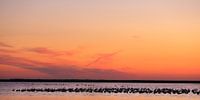 Europese flamingo's bij zonsondergang