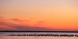 Europese flamingo's bij zonsondergang sur Jacques van der Neut