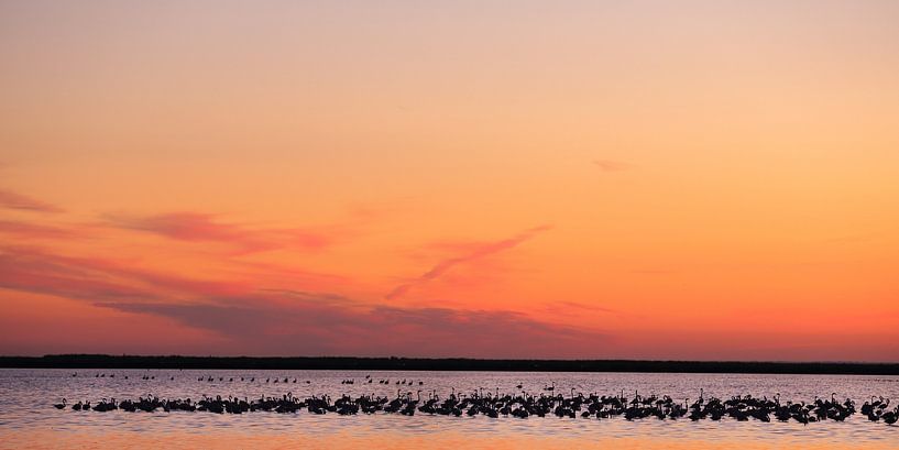 Europese flamingo's bij zonsondergang by Jacques van der Neut