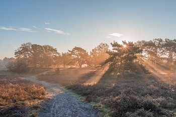 Ein strahlender Sonnenaufgang auf der Brunssummerheide