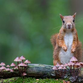 Rode eekhoorn en paddenstoelen van Marcel Klootwijk