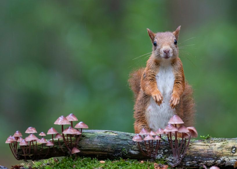 Red squirrel and mushrooms by Marcel Klootwijk