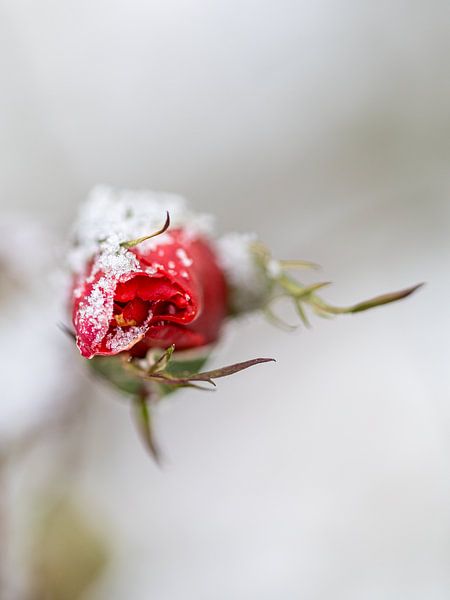 WINTER VIBES von Ronnie Schuringa