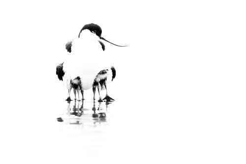 Sous les ailes de la mère
