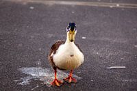 Scheiß Ente