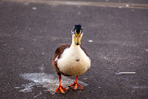 Scheiß Ente